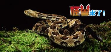 国产蛇好上手吗视频,轻松掌握，畅玩无阻